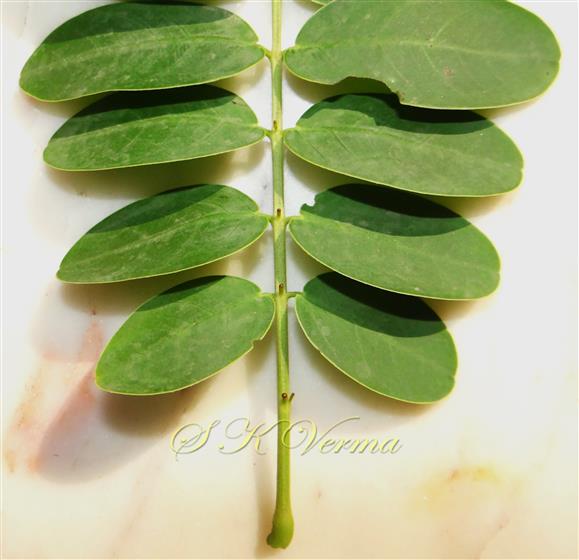  Leaf-Foliar glands on rachis and petiole